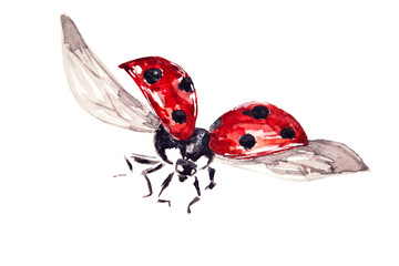 Watercolor drawing of red ladybug isolated on the white background. Handmade illustration of lady beetle. © O l g a