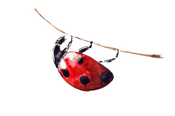 Watercolor drawing of red ladybug isolated on the white background. Handmade illustration of lady beetle. © O l g a