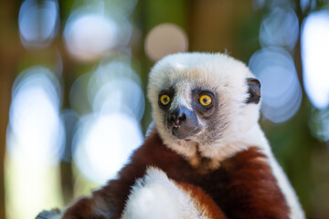 The Coquerel Sifaka in its natural environment in a national park on the island of Madagascar
