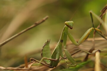
Praying mantis beetle in its natural environment, close-up.