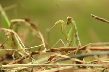 
Praying mantis beetle in its natural environment, close-up.