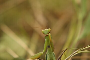 Naklejka premium Praying mantis beetle in its natural environment, close-up.