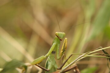 
Praying mantis beetle in its natural environment, close-up.
