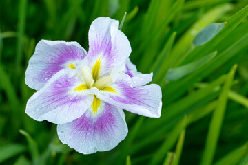 雨上がりの花菖蒲