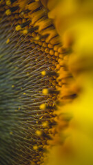 sunflower close up