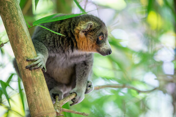 A lemur sits on a branch and watches the visitors to the national park