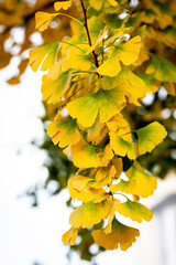 Autumnal Leaves on a Ginkgo Tree