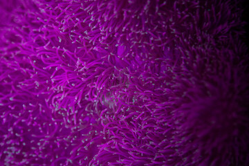 Fototapeta na wymiar coral, nemo, travel, sea, fish, 