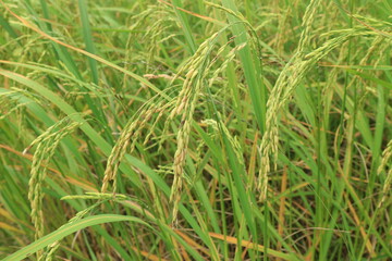 Close up of green paddy rice. yellow green rice field in thailand.