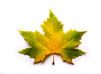 hoja de otoño a todo color