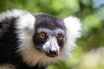 A black and white Vari Lemur looks quite curious