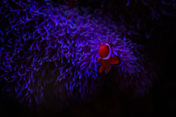 coral, nemo, travel, sea, fish, 
