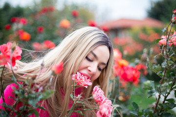 Fototapeta premium caucasian blonde female with blue eyes in crimson pullover is sitting within roses bushes, and bites rose flower