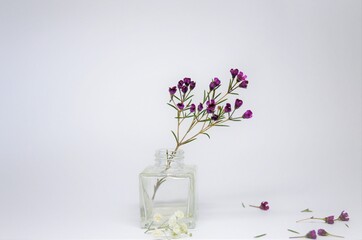 delicate little lilac flowers, wild rosemary, dried flowers, in a small vase on a white background