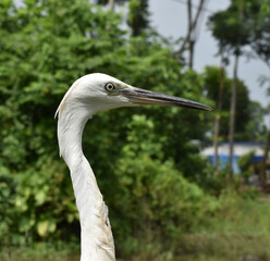 A large white heron with a long yellow bill, long dark legs and a very long neck.