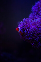 coral, nemo, travel, sea, fish, 