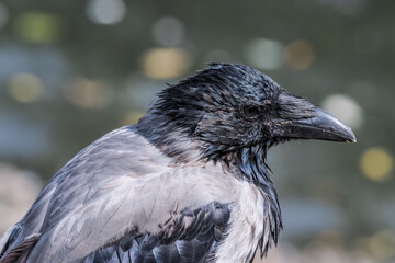 Hooded Crow (Corvus cornix) in park, Central Russia