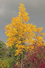 Schwarznussbaum im Herbst