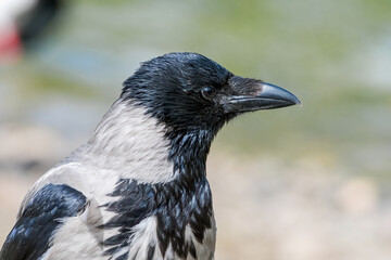 Hooded Crow (Corvus cornix) in park, Central Russia
