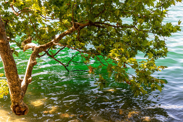 Branch of a maple tree over the lake of lugano during summer