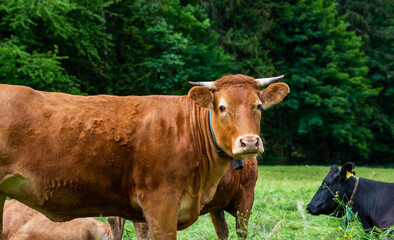 Group of cows standing on a green pasture, next to each other with at the background a green forest. Brown cows in a grassy field on a bright and sunny day in Alps Germany.