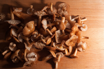 A lot of small porcini mushrooms (Boletus edulis) on a wooden table