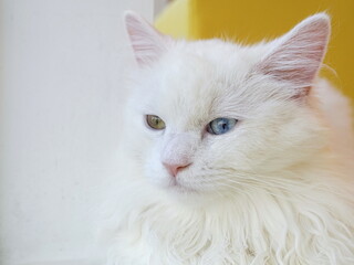 snow-white fluffy cat with eyes of different colors close-up