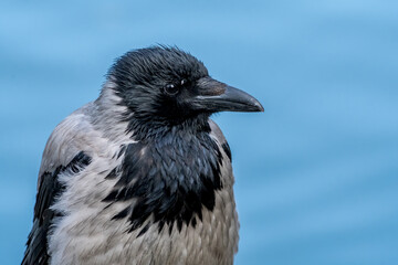 Hooded Crow (Corvus cornix) in park, Central Russia