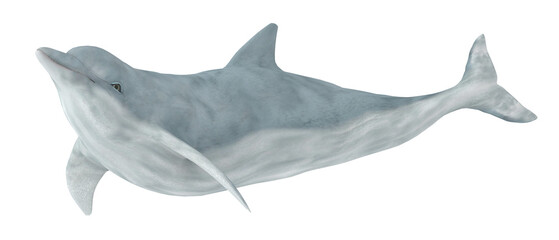 Delfin, Freisteller © Michael Rosskothen