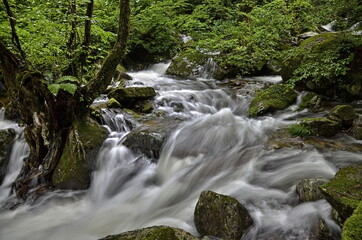 fast mountain river surrounded by green trees at long exposure