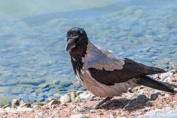 Fototapeta premium Hooded Crow (Corvus cornix) in park, Central Russia