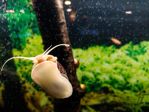 Aquarium. Ampularia snail. Beautiful wildlife background.