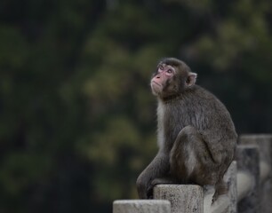 Fototapeta premium sitting macaque looking up sadly