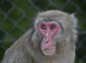 Fototapeta premium portrait of japanese macaque close up
