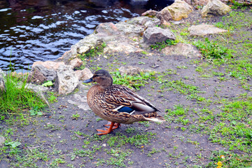 A duck standing near lake in Bastejkalna park, summer time, Riga, Latvia, Baltic States