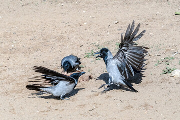 Hooded Crows (Corvus cornix) in park, Central Russia