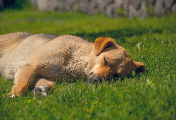 Red shepherd dog sleeping in a sunny spring meadow	