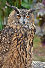  owl on a background of greeneryowl with yellow  eyes