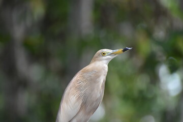 the kingfisher siting on branch of tree.