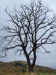 Bric Pesariondo (Alpicella, Varazze, Liguria)