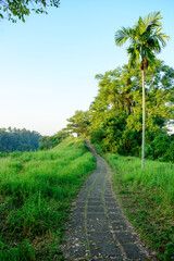 Campuhan Ridge Walk in Ubud, Bali, Indonesia