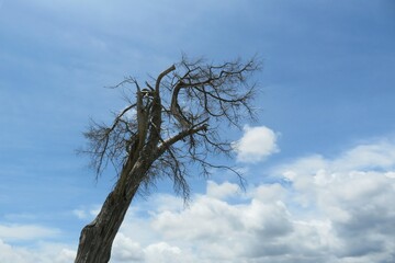Landscape with dry tree on blue sky background in Florida nature
