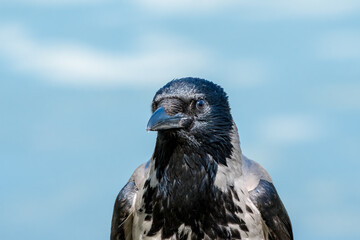 Hooded Crow (Corvus cornix) in park, Central Russia