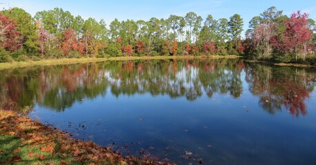 Panoramic view of autumn trees reflected in water, Florida landscape