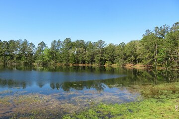Beautiful view of the marshes and forest of north Florida nature