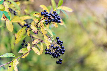 Branch with Common Privet berries in autumn.close up