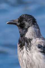 Hooded Crow (Corvus cornix) in park, Central Russia
