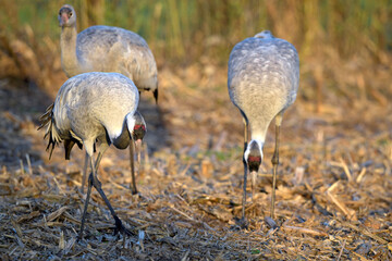 Kraniche (Grus grus) auf einem Mais-Feld // Common cranes on a corn field  © bennytrapp