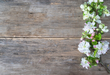 Beautiful background with apple blossom twig on old wooden non paint planks. Space for text, flat lay