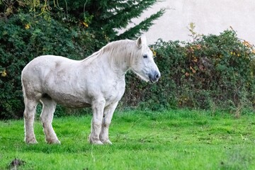 portrait of white horse in the grass